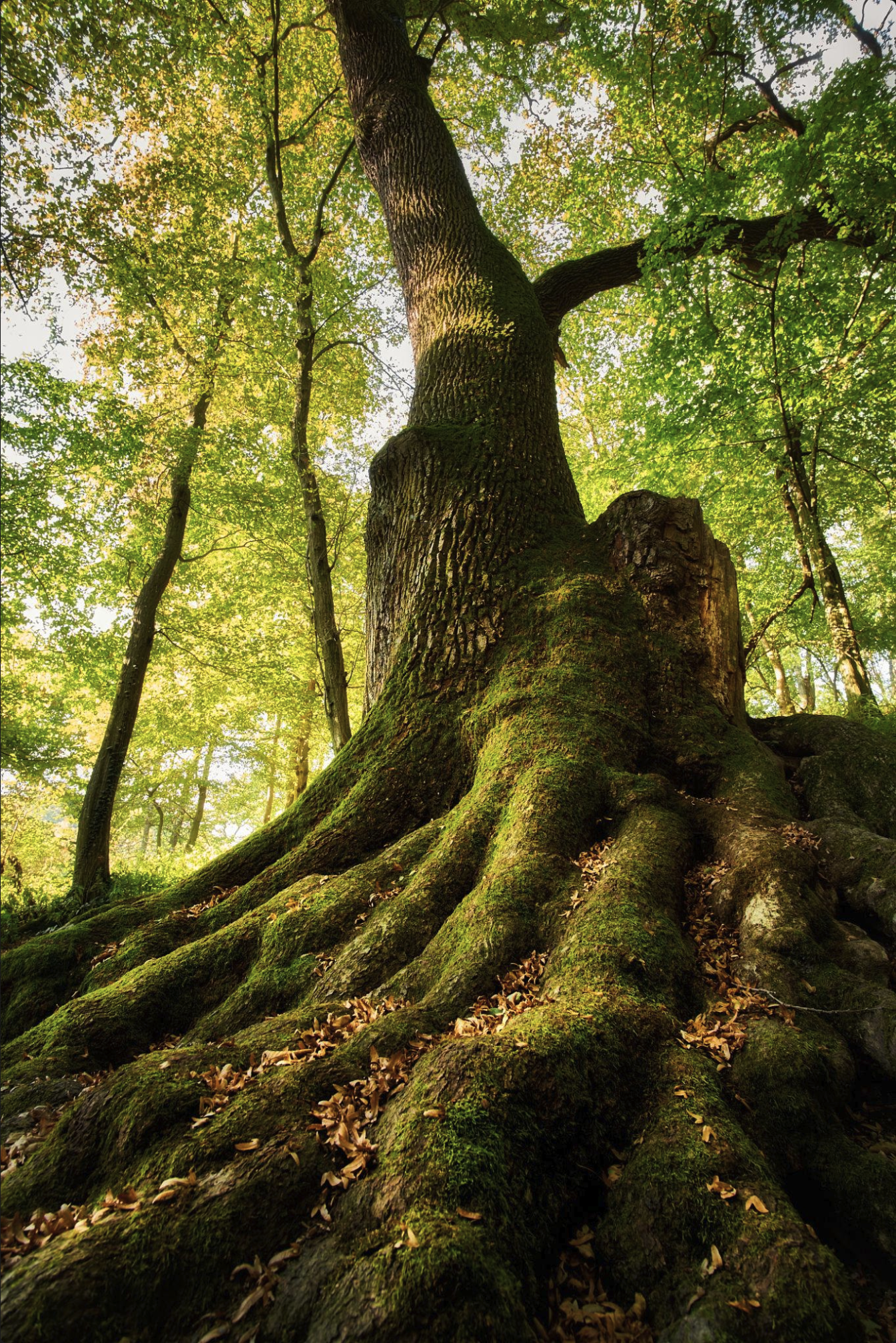big tree roots